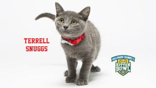 Illustration for article titled Kitten Bowl Player Names, Ranked